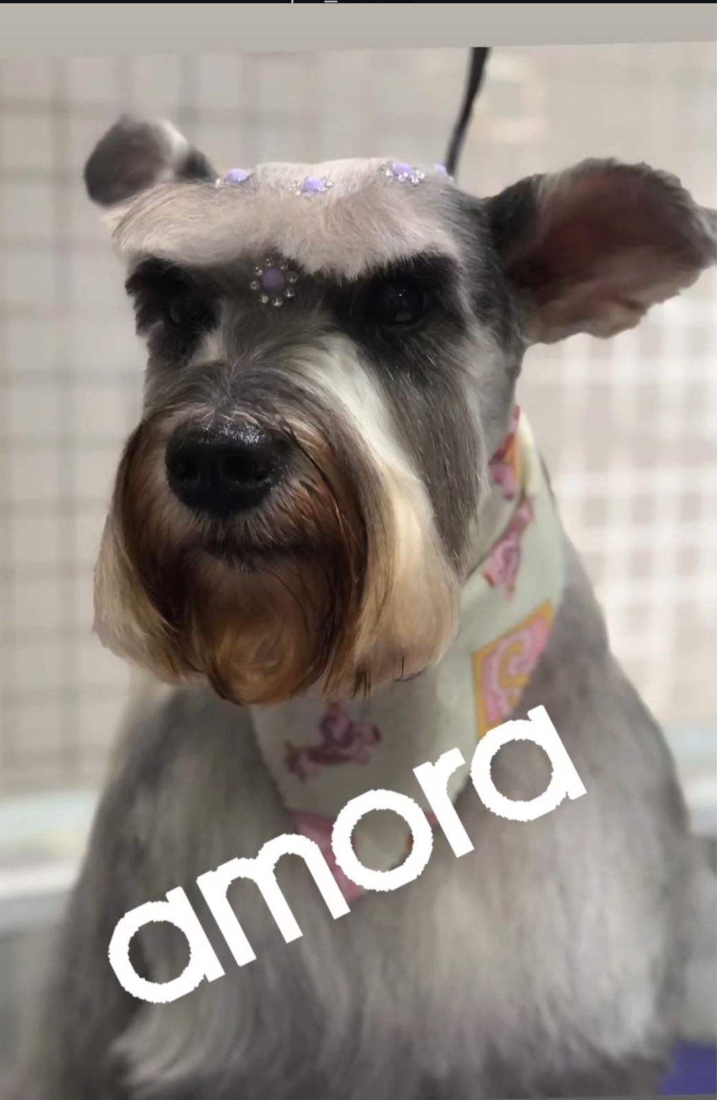 Foto de um pet cliente