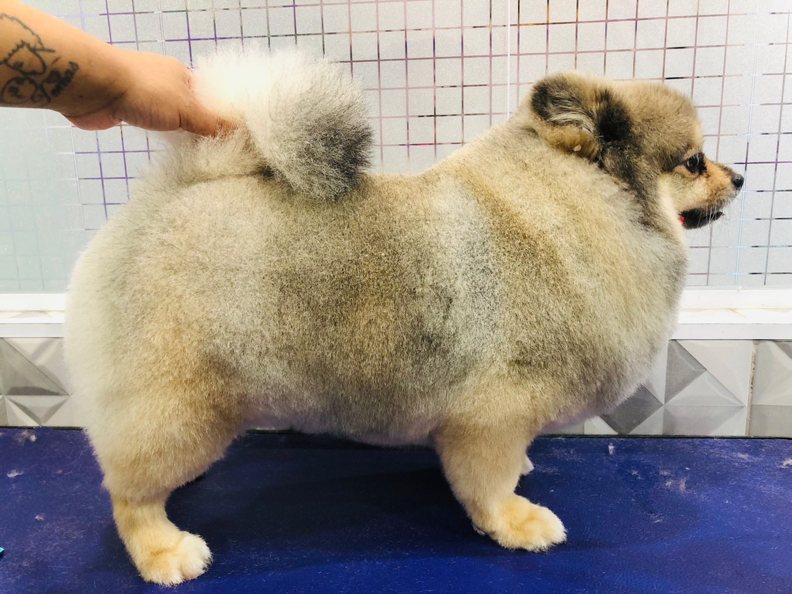 Foto de um pet cliente